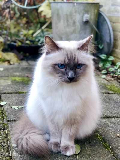 Heb jij Puck gezien? Dit huisdier wordt in Zeewolde vermist