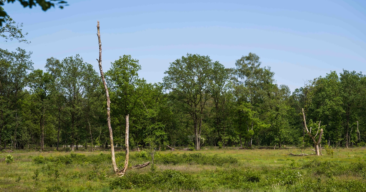 Boer uit Vasse vreest voor hoge kosten door strenge regels van provincie Overijssel: ‘Geen zin in’