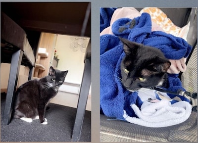 Heb jij Bella of Claus gezien? Deze twee huisdieren worden in Bronckhorst vermist