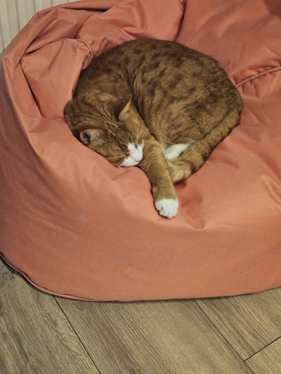 Heb jij Puzzle gezien? Dit huisdier wordt in Noordoostpolder vermist