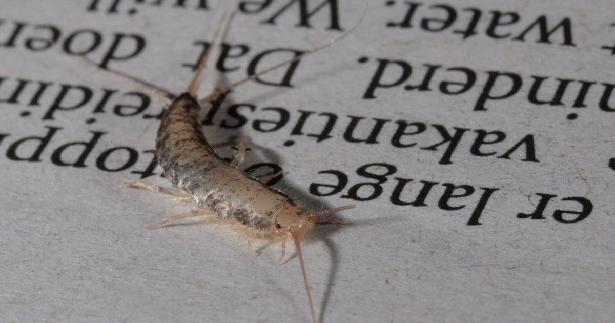 Beestje van 10 millimeter zorgt voor een enorme kostenpost in Deventer