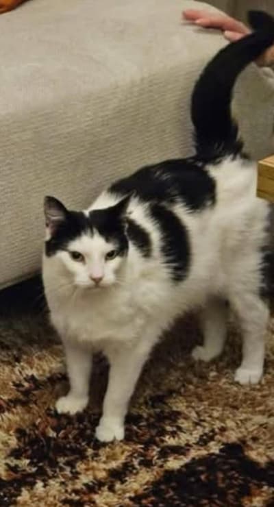Heb jij Spot gezien? Dit huisdier wordt in Zeewolde vermist