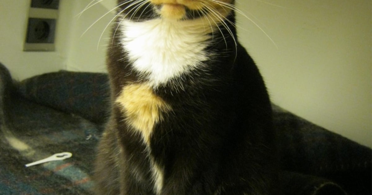 Heb jij Smokey of Famke gezien? Deze twee huisdieren worden in Dronten vermist