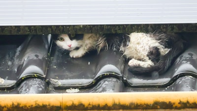Kat komt vast te zitten onder zonnepanelen, brandweer schiet te hulp