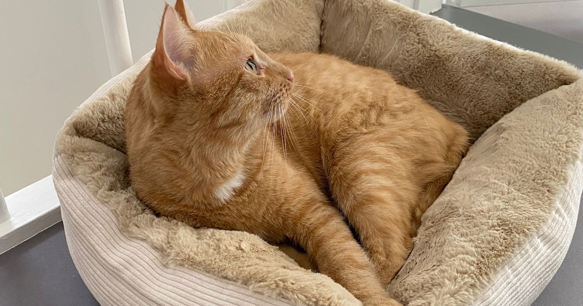 Heb jij Bonkie gezien? Dit huisdier wordt in Hattem vermist