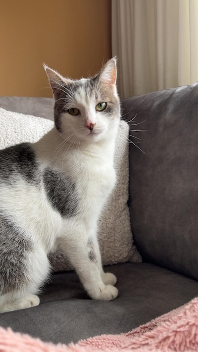 Heb jij Draco gezien? Dit huisdier wordt in Putten vermist