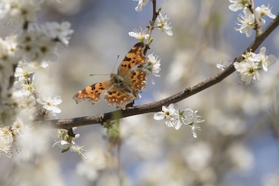 Open Erf bij biodiversiteitsambassadeur in Klarenbeek