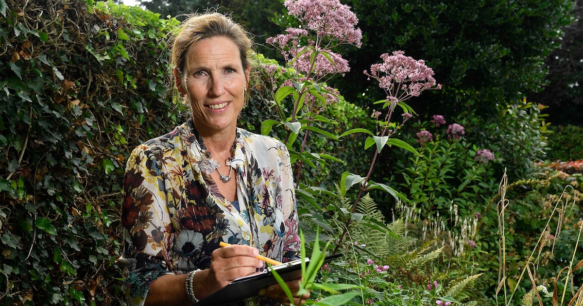 Van bruin gras tot hangende planten, droogte blijft aanhouden: regenwatercoach biedt hulp