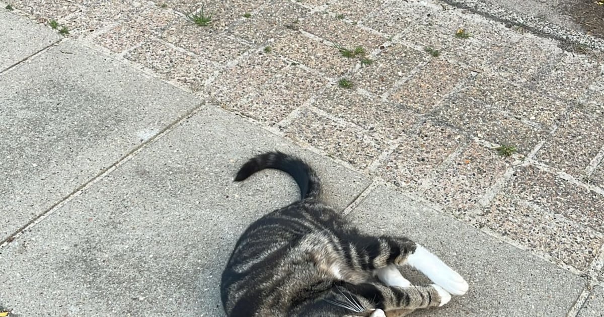 Heb jij Mia gezien? Dit huisdier wordt in Urk vermist