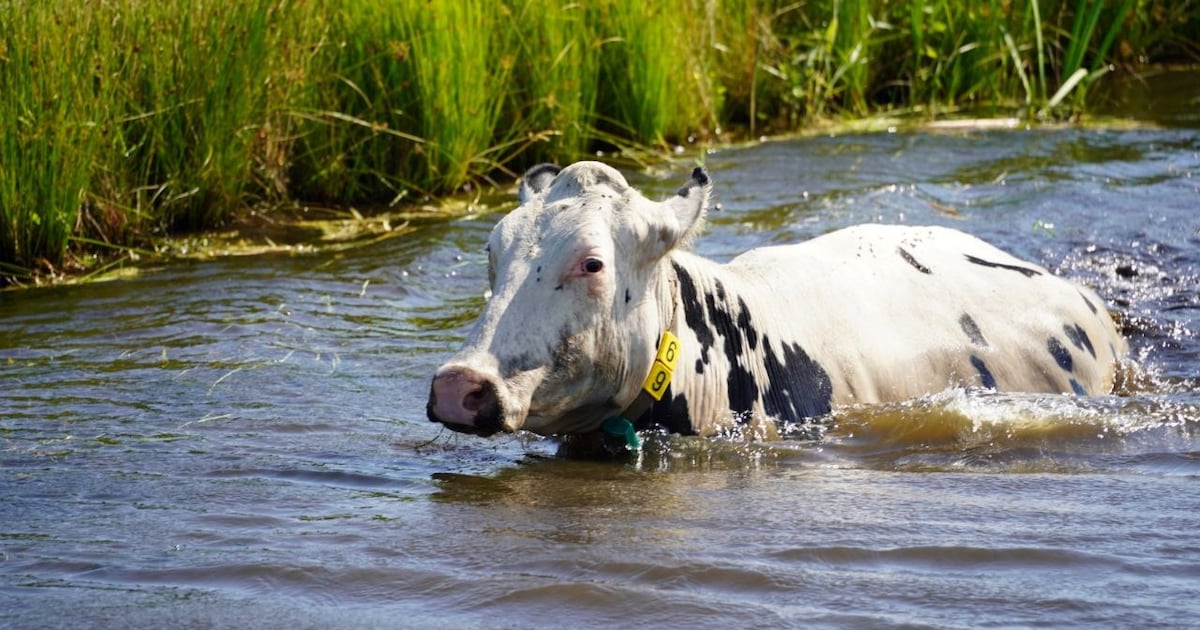 Koe uit water gered aan De Veenen in Zwartsluis