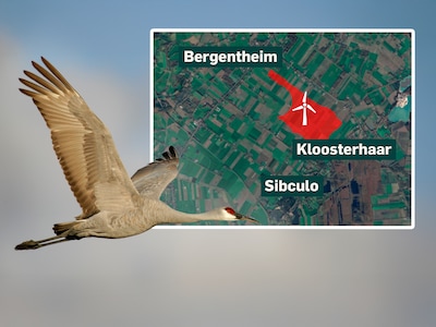 Zorgen in Hardenberg over effect van ‘megawind­mo­lens’ op inwoners én bijvoor­beeld deze vogel