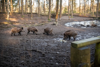 Onvruchtbaar maken mislukt, nu volgt de kogel voor zwijnen in stadspark Apeldoorn