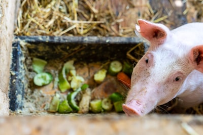 Het varken werd bij ‘kop en kont’ gepakt en al krijsend over de straat naar de slachterij gebracht