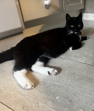 Heb jij Poekepoek gezien? Dit huisdier wordt in Hardenberg vermist