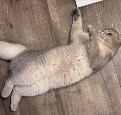 Heb jij James, Michu of Mitchoe gezien? Deze vijf huisdieren worden in Lelystad vermist