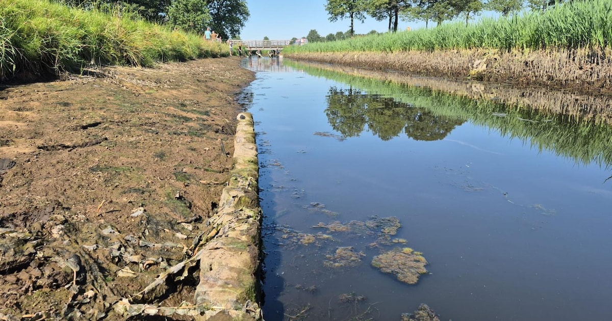 Vissen in Sallandse watergangen overgezet vanwege droogte
