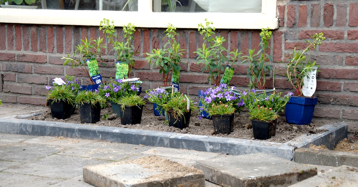 Tegeltaxi rijdt door Zeewolde om tuintegels op te halen voor groenere tuinen