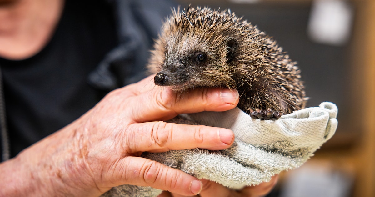 Egeltjes overleven robotmaaier niet. Opvang Vilsteren: ‘Laat robot ‘s nachts binnen’