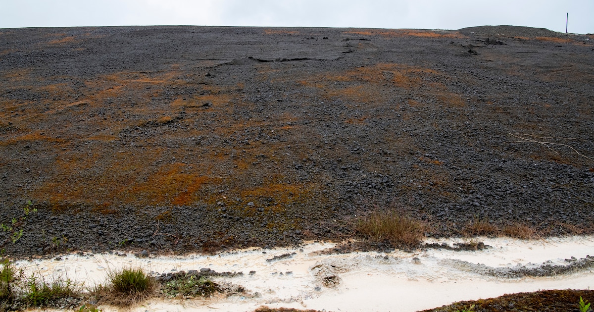 Groenlinks-PvdA in manifest: ‘Staalslakken meteen verbieden’