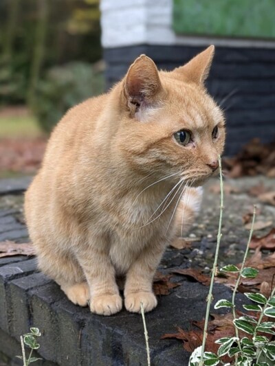 Heb jij Bolle gezien? Dit huisdier wordt in Epe vermist
