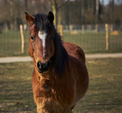 Traditioneel hooien centraal tijdens Handelskeuring Rouveen