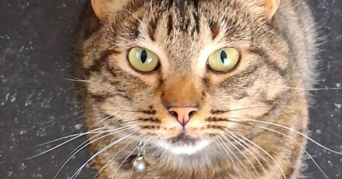 Heb jij Yoki, Buddy of Lizzy gezien? Deze vier huisdieren worden in Elburg vermist