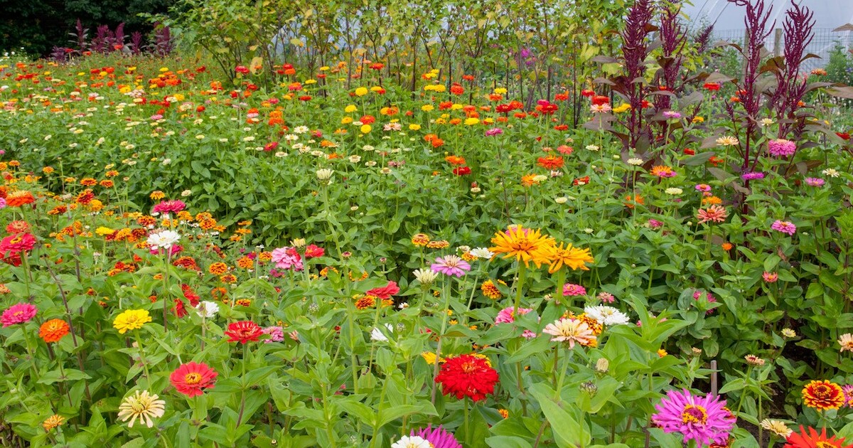 Bloemenpluktuin in Emmeloord open: bezoekers plukken hun eigen boeket bij elkaar