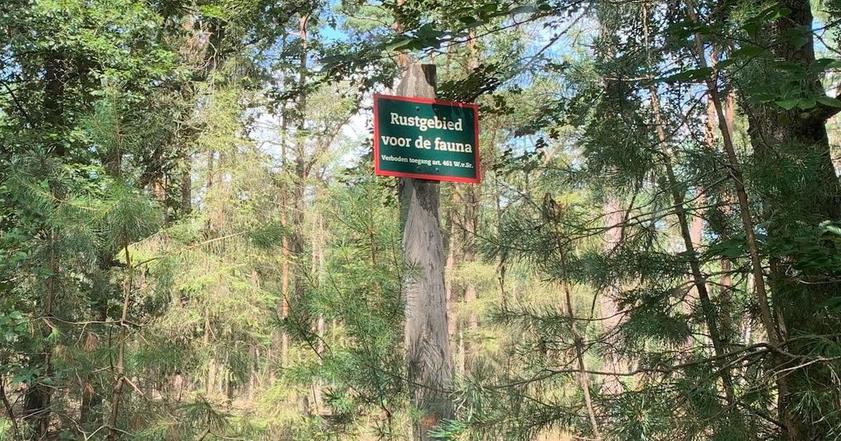 Fotografen lokken jonge wolven met eten voor mooie foto, gemeente Heerde grijpt in