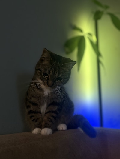 Heb jij Willem, Nala of Luna gezien? Deze vijf huisdieren worden in Olst-Wijhe vermist
