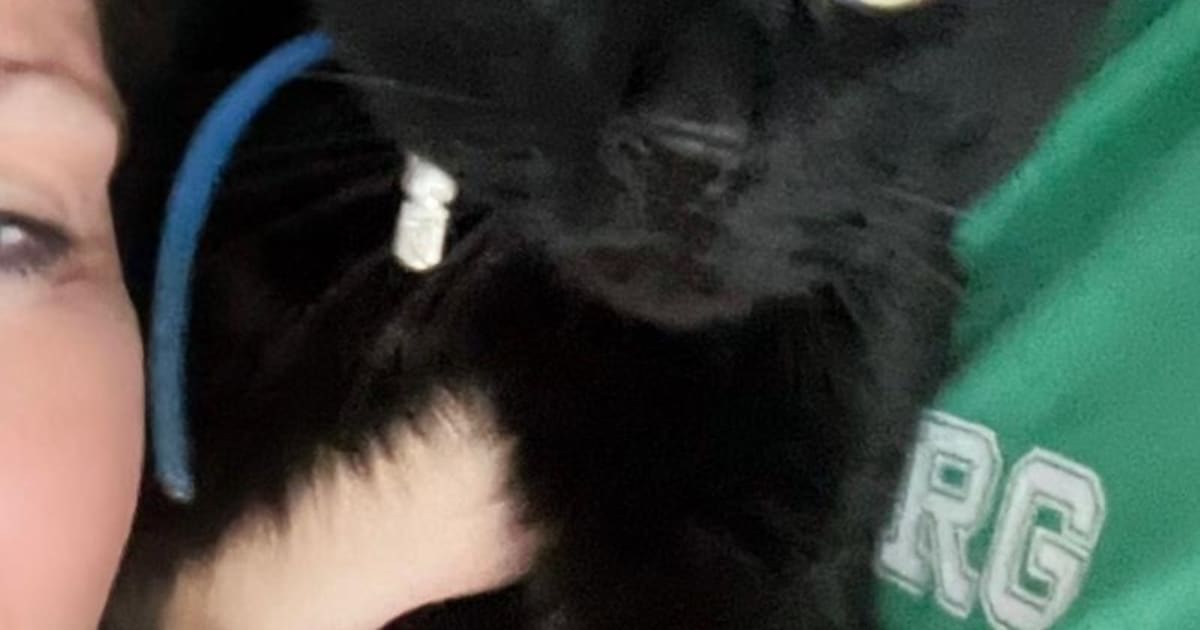 Heb jij Luus, Jill of Beer gezien? Deze vier huisdieren worden in Zwolle vermist