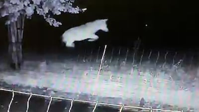 Zes wolvenwelpen geboren in Barneveld, allemaal waarschijnlijk nakomelingen van de ‘probleemwolf van