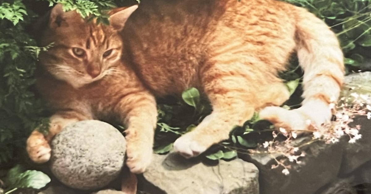 Heb jij Lucky of Bommel gezien? Deze twee huisdieren worden in Zeewolde vermist