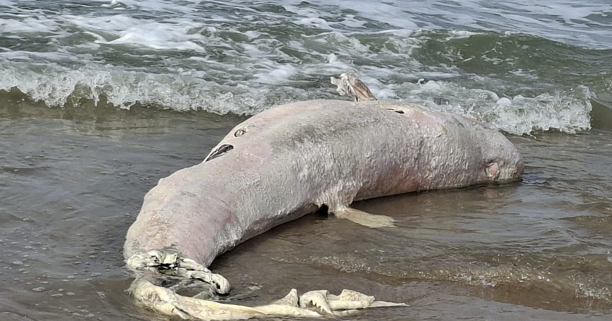 Dode beloega aangespoeld op strand in Zeeland: ‘Heel bijzonder’