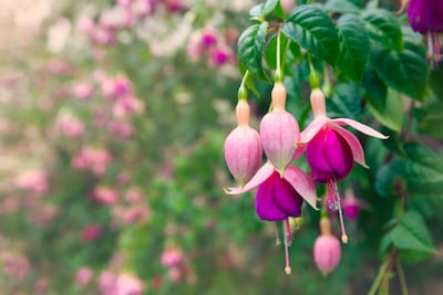 Open Fuchsiatuin opent dit weekend in Wichmond