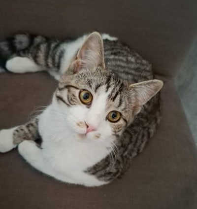 Heb jij Baloo, Binkie of Birdie gezien? Deze vijf huisdieren worden in Bronckhorst vermist