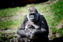 Moeder Gyasi met haar zoontje, dat zaterdagmiddag eindelijk een naam kreeg. Kiango is de  eerste nakomeling van gorillabaas Bao Bao.