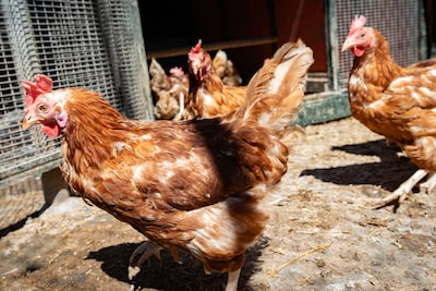 Vogelgriep vastgesteld op bedrijf in Swifterbant, 47.000 dieren worden geruimd