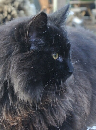 Heb jij Siri gezien? Dit huisdier wordt in Epe vermist