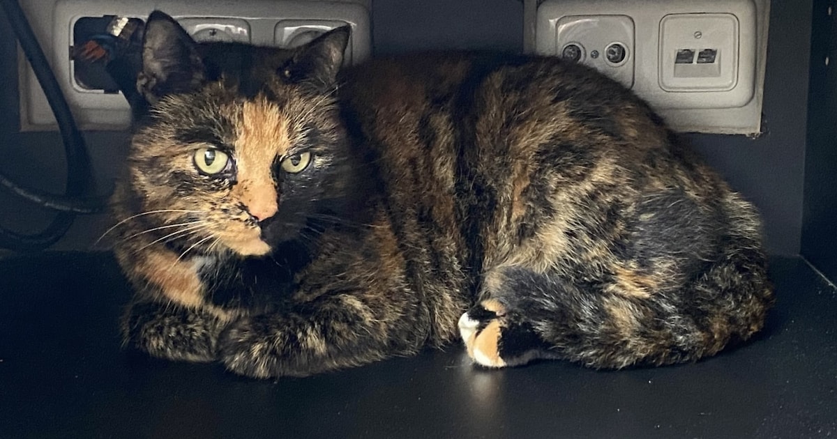 Heb jij Puk, Kiwi of Malysz gezien? Deze drie huisdieren worden in Voorst vermist