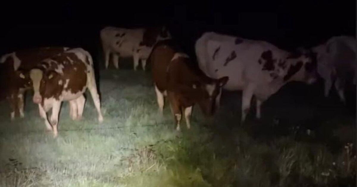 Kudde losgebroken koeien houdt politie in Empe bezig, twee dieren maken het agenten extra lastig