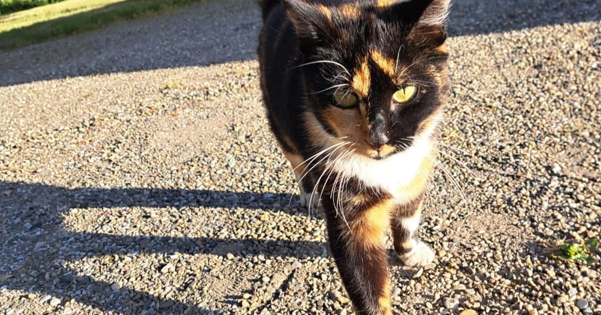 Heb jij Koocky of Max gezien? Deze twee huisdieren worden in Enschede vermist