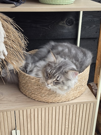 Heb jij Piet of Muffin gezien? Deze twee huisdieren worden in Noordoostpolder vermist