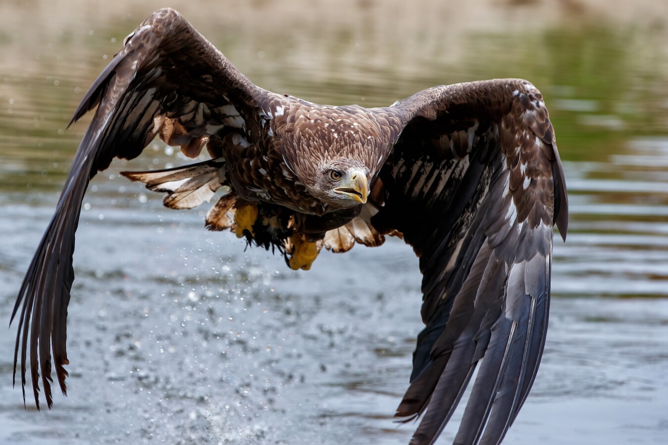 De vleugels van zeearend kunnen een spanwijdte van wel 2,4 meter bereiken. Ze zijn kwetsbaar voor de wieken van windmolens. Vandaar dat er bij Zeewolde nu een detectiesysteem in werking is gesteld.