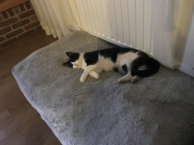 Heb jij Bowie of Boris gezien? Deze twee huisdieren worden in Ommen vermist