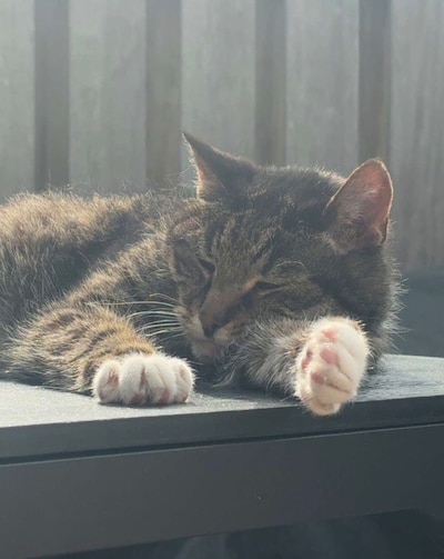 Heb jij Melle, Goku of Kato gezien? Deze vier huisdieren worden in Steenwijkerland vermist