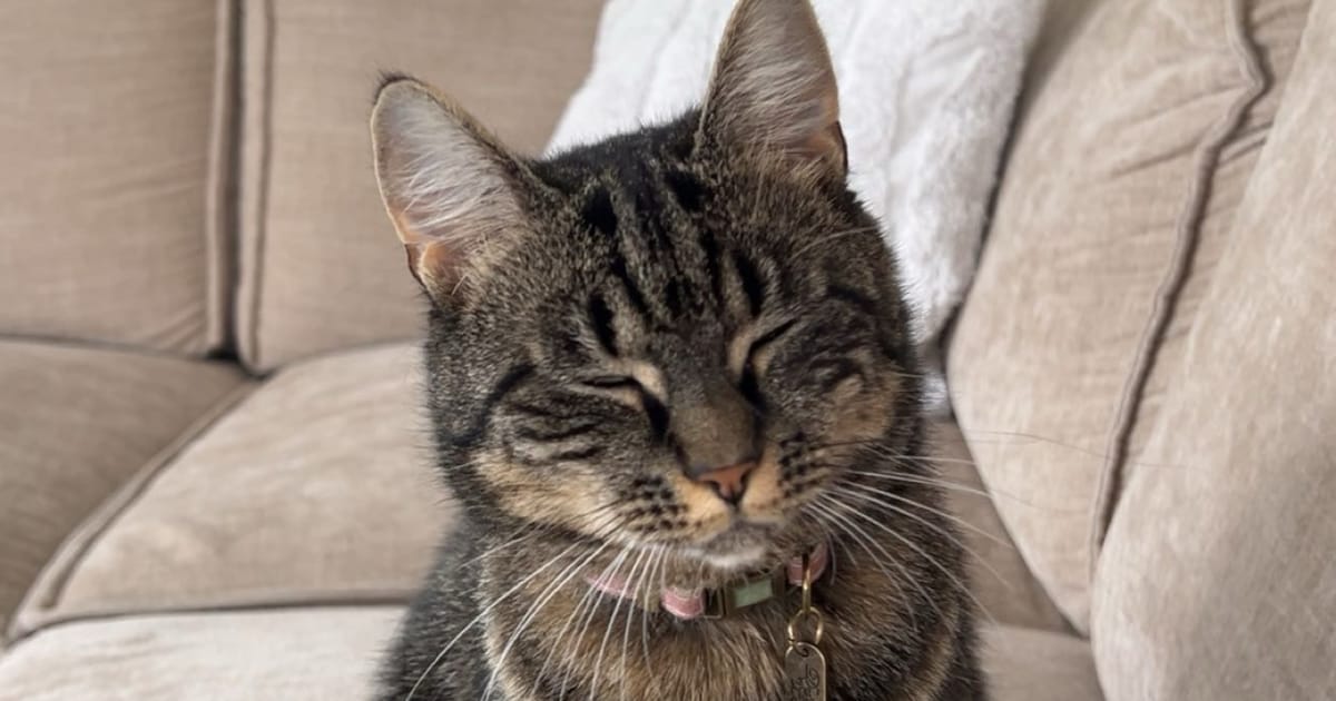 Heb jij Izzy gezien? Dit huisdier wordt in Ommen vermist