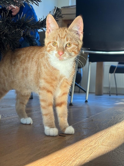 Heb jij Mimi of Ronja gezien? Deze twee huisdieren worden in Voorst vermist