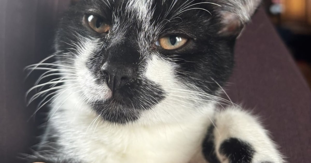 Heb jij Murphy gezien? Dit huisdier wordt in Elburg vermist
