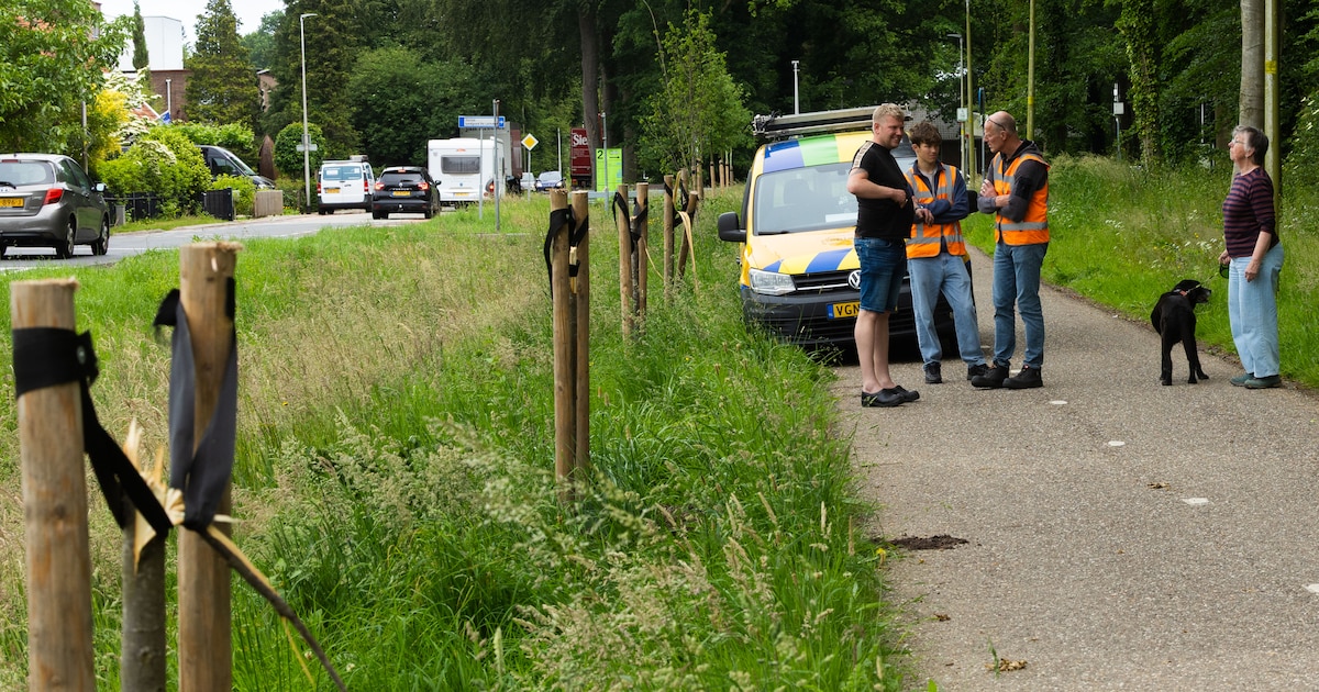 Splinternieuwe bomen worden binnen een maand vernield: ‘Daar zijn we uiteraard niet blij mee’