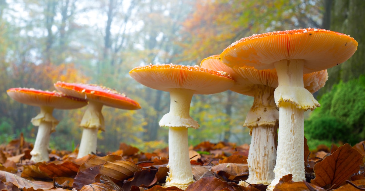 Jeugd gaat in bos bij Hardenberg speuren naar paddenstoelen